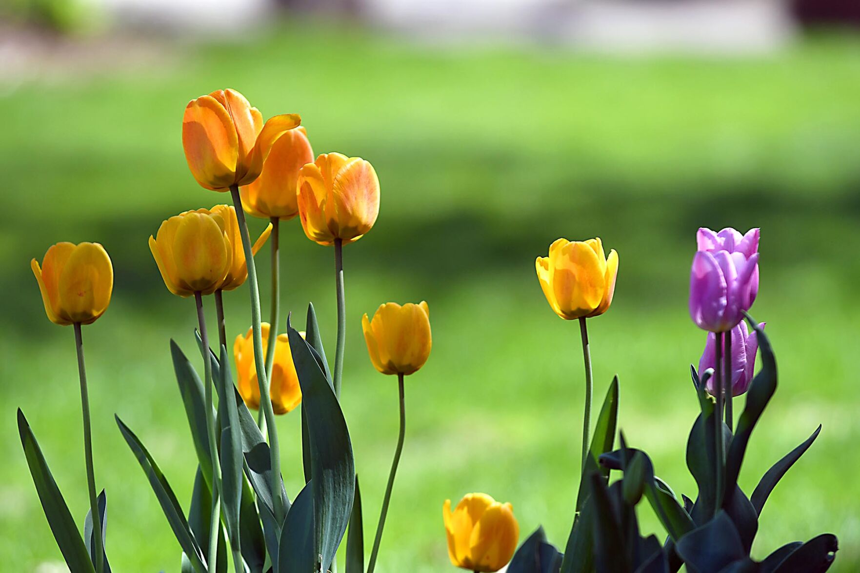 Tulips